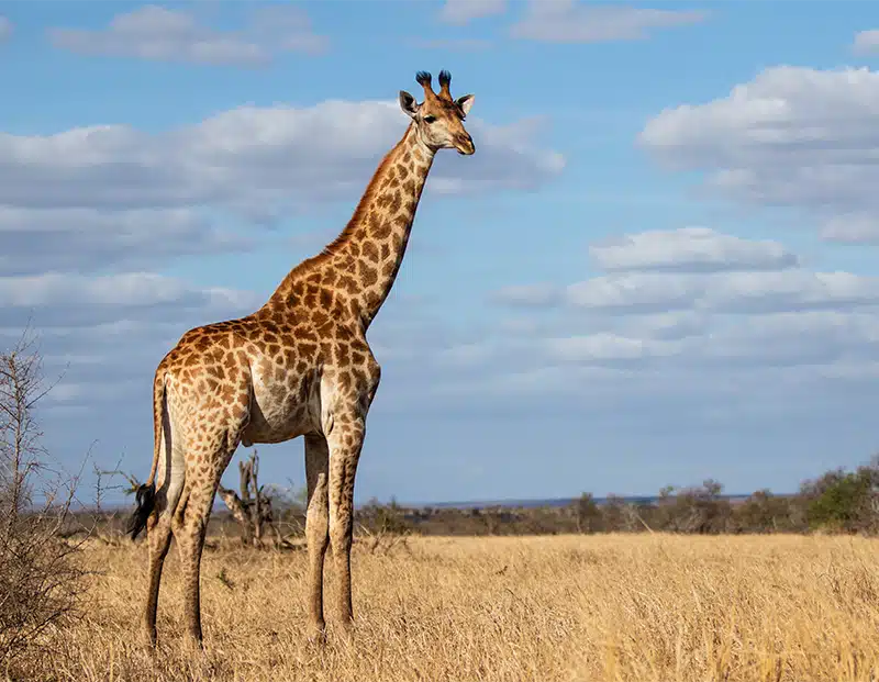 Giraffe, das Krafttier von Caro Goßen